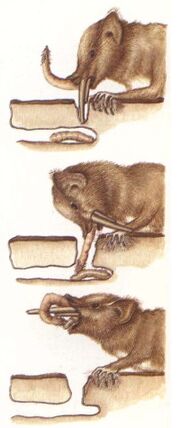 TreeDrummer-feeding