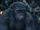 Ash (Dawn of the Planet of the Apes)