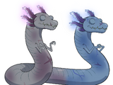 Olm (Amphibia)