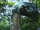 Python (Boa vs. Python)