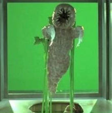 Floating Leech