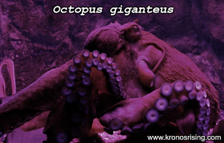 Octopus giganteus