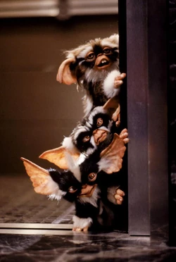 Mogwai (Gremlins) | Non-alien Creatures Wiki | Fandom