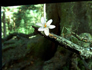 A fairy in its insect form near the end of the film.