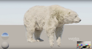 A snow bear's normal appearance