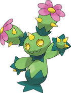 Maractus