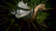 A Desert Hopper caught in the inside of a Deathbottle; being impaled by its spikes.