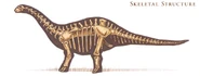 A skeleton of a brontosaurus.