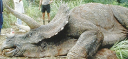 Sick Triceratops