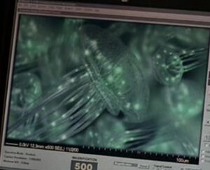 Medusa-TheXFiles