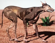 Chupacabra 02.jpg (1.96 MB) In Search of Monsters