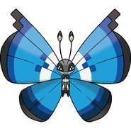 Marine Pattern Vivillon