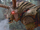 Colchis Bull.png