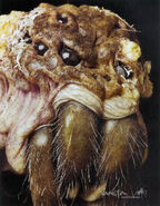 Shelob's final design.