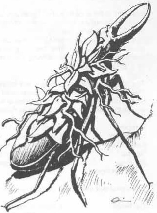 Deathwatch beetle 2024
