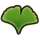 Ginkgo biloba