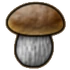 Porcini mushroom