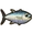 Tuna