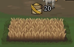 Farming Wheat, ready.