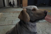 Harlow's dog, Biscuit Nov 6, 2022