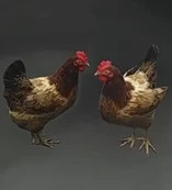 Henrietta & Josephine † (Flops Rainman)
