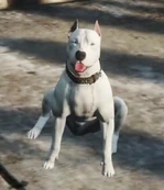 Zepplin (Stevie McQueen)