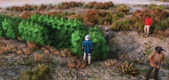 Changaloa harvesting weed in Sandy Shores Jan 25, 2023