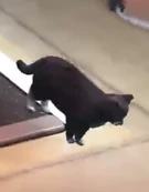 Mochi (Theo Thatcher)