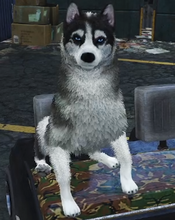 Antonio's pet Husky, Lucky