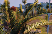 Ventura sitting on top of a palm tree May 31st, 2025