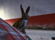 Lucky's bunny - Monty