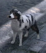 Wheeler (Gheto Kaiba)