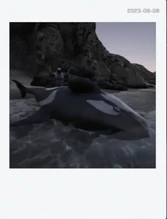 Alex next to a beached orca Polaroid (2023-08-08)