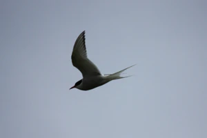 Tjaldur.jpg (2,33 MB) Ostrygojad - jeden z symboli Wysp Owczych - zakłada liczne kolonie na Nólsoy