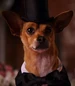 Papi-beverly-hills-chihuahua-2-33.3