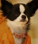 Ali-beverly-hills-chihuahua-2-9.45