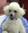 French-poodle-homeward-bound-ii-lost-in-san-francisco-0.26