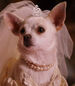 Chloe-beverly-hills-chihuahua-2-98.8