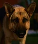 Delgado-beverly-hills-chihuahua-2-2.35