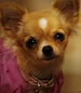 Rosa-beverly-hills-chihuahua-2-0.62
