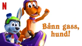 Bånngasshund