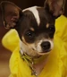 Pep-beverly-hills-chihuahua-2-1.74