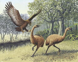 Giant Haasts eagle attacking New Zealand moa