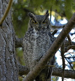 556px-Bubo virginianus -Canada-6