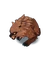Brown Bear
