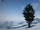 Cypress