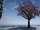 Maple