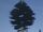 Cedar