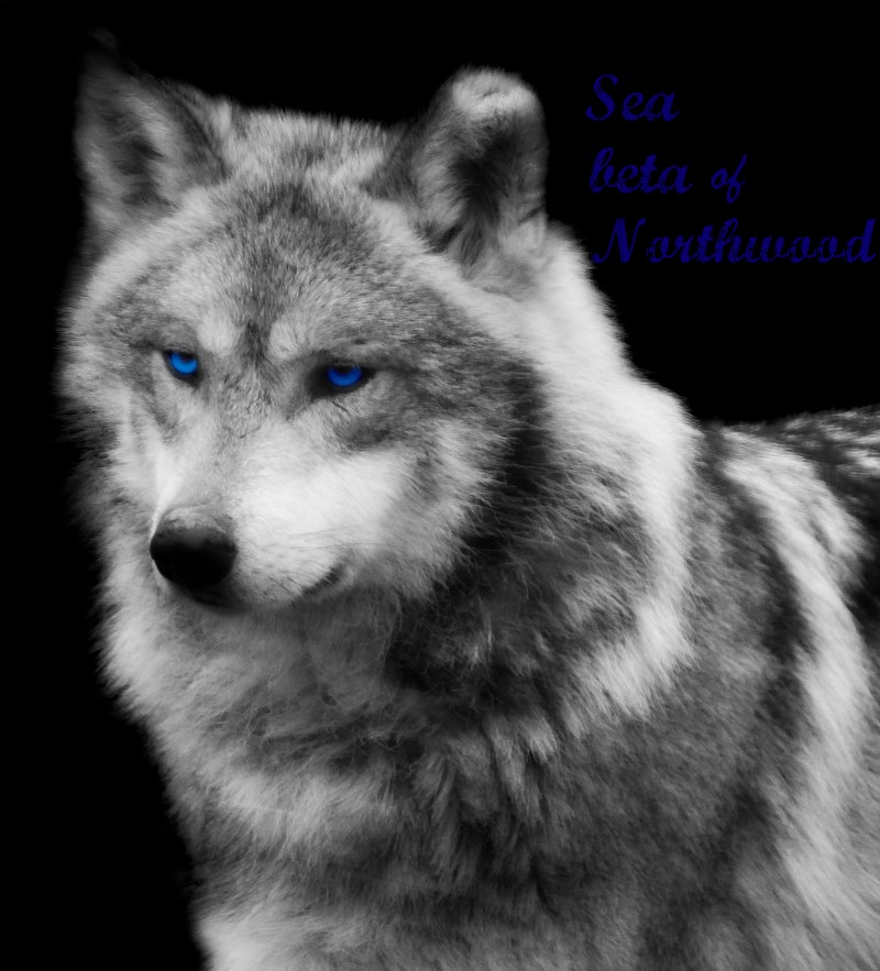 Sea | Northwood Wiki | Fandom