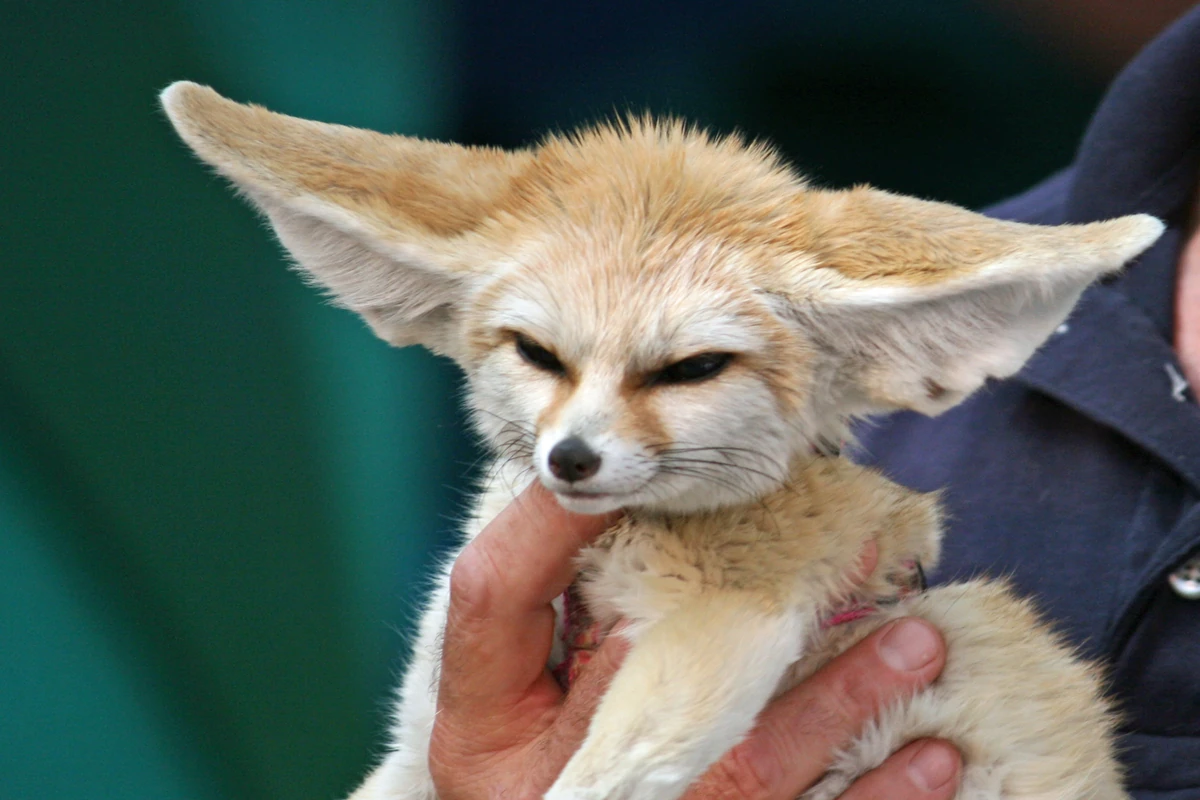 Fennec213 | Wikia Novaterra | Fandom